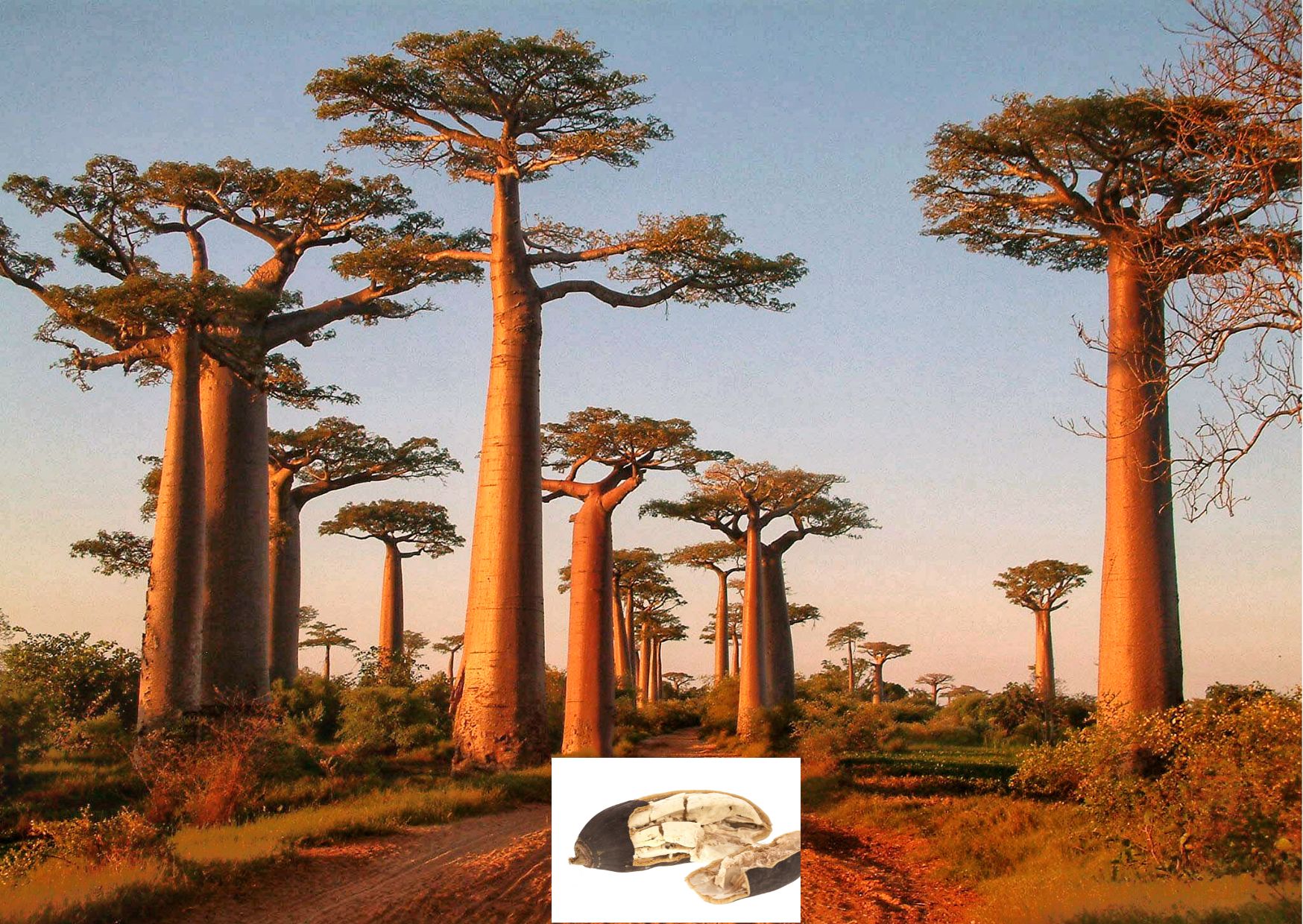 Baobob and its fruit